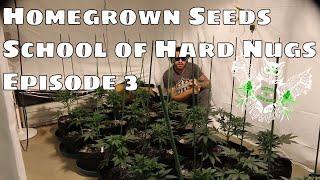 School of Hard Nug's Homegrown Seeds Episode 3