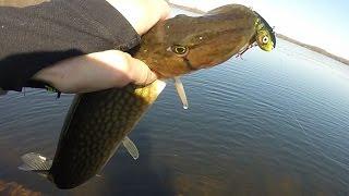 50ft of Open Water Winter Fishing with Salmo Chubby Darters catching pickerel