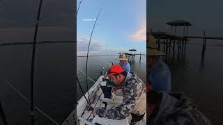 Catching fish on Father’s Day #fishing #fish #fishingvideo #redfish #outdoors #boat #boating #dad