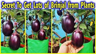 How to grow BRINJAL plant from seeds in monsoon season || Growing BRINJAL in containers