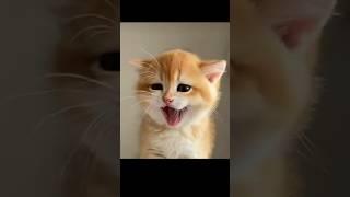 #kitten #cats #catshorts #catsvideo #cute #cutecat #meow #shorts