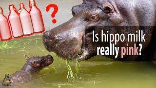 Is hippo milk really pink?