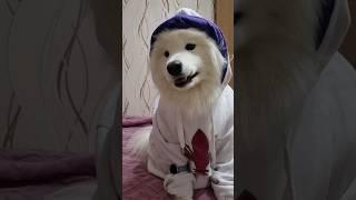 This Dog Gon' Give It To Ya  #samoyed #самоед #pets #dogs #smartdog #whitedog