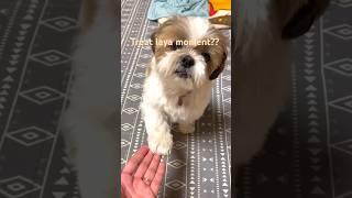 Always wants treats  shihtzu dog #puppy #shithzu #dog