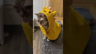 Thank you so much to everyone who sent Gumbus these outfits! We are so grateful! #cat #funnyanimal