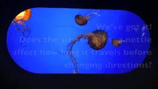 Sea Nettles - Ayana, May, & Jess