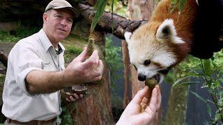 What do Red Pandas Eat!? *Making Red Panda Bars at Taronga Zoo*