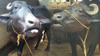 big and little buffalo #animals #buffalo #sound #village #big