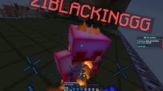 Ziblacking (6,4 potted)