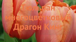 Тюльпан многоцветный Драгон Кинг (tulipa tyulpan)  обзор: как сажать, луковицы тюльпаны Драгон Кинг