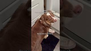 Barney Potter: New spell unlocked… Accio Shoe.  ‍️🪄 #BarneyPotter #dogs #comedy #harrypotter