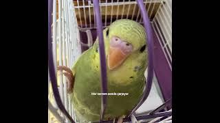 #ytdayibenionecikarnolur #parrot #butifyoucloseyoureyes