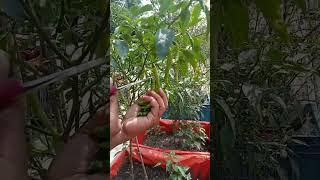 #আলহামদুল্লিলহ #নতুন মরিচ গাছ #harvest