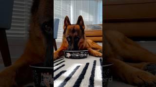 Other People: “It’s just a dog.”  Me: ^ #germanshepherd