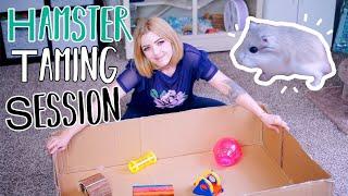 Hamster Taming Session | Roborovski Hamster