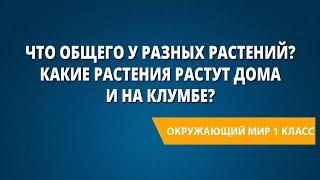 Что общего у разных растений? Какие растения растут дома и на клумбе?