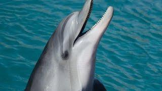 Dolphin facts that will make you love them even more