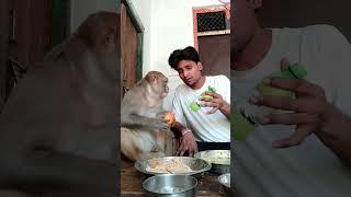 Cute Monkey Rani eating Tomato & i love Animals #youtubeshorts #monkey #shorts