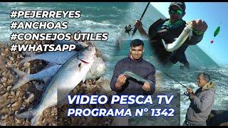 Excellent fishing for silversides and anchovies in the MDP, fishermen's images, news - Prog 1342