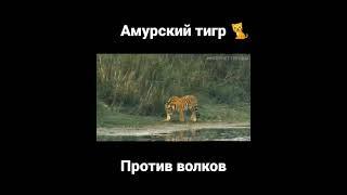 амурский тигр против волков #тикток #тигр #волк #shorts #топ