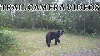 Summer Creatures of WI - Trail Camera Videos