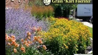 Ornamental Grasses Part 2/2