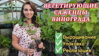 Вегетирующие саженцы ВИНОГРАДА с закрытой корневой. Выращивание, уход, упаковка, реализация.