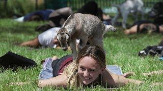 Yoga with Adorable Baby Goats | Goat Yoga at Garfield Park Conservatory