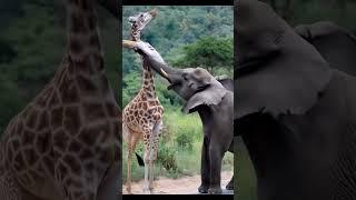 Elephant Vs Giraffe fight #wildlife #animals #funny #animallover#shorts