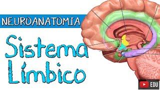 SISTEMA LÍMBICO (Aula Completa) - Neuroanatomia Funcional com Rogério Souza