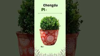 𝐏𝐚𝐜𝐤 𝐨𝐟 𝟐 𝐗-𝐋𝐚𝐫𝐠𝐞 𝐂𝐡𝐞𝐧𝐠𝐝𝐮 𝐏𝐥𝐚𝐧𝐭 𝐏𝐨𝐭𝐬! #sgtraders #planters