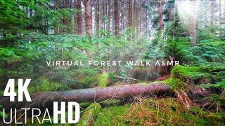 Stress Relief | 4K UHD Virtual Forest Walk | Relaxing Autumn Vibes and Meditation Music.