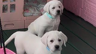 White English Labrador retriever puppies ￼