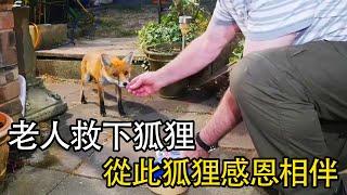 老人救援狐狸，狐狸感恩相伴，譜寫溫情故事！#nature #wildlife #animal #wildanimals #animals #猛獸世界  #動物