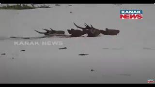 Golaghat: Flood Situation Persists In Kaziranga National Park, In Assam