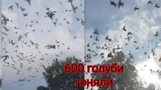 600 дона кабутар  мана канакилиб учириш керак