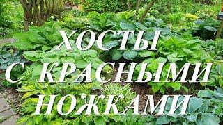 Обзор моих хост с красными ножками