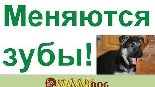 какогда меняются зубы важно    При смене зубов   как правильно следить и ухаживать за щенком