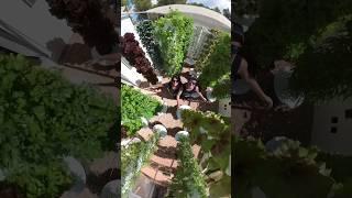Vertical farming with aeroponic towers allows you to grow over 160 different crops. #verticalfarming