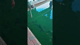 Steelofunkboogi feeds and grabs a shark!!!