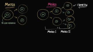 Сравнение митоза и мейоза (видео 5)| Деление Клетки | Биология
