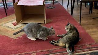 A Guide to Cats at Play - Are Cats Playing or Fighting