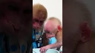 BIbi eats sweet potatoes with the baby monkey #monkey #monkeybibo #babymonkey #funny #shorts #cute