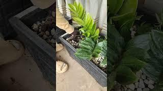 my plants #garden #farming #flowerspot #succulent #success #plants
