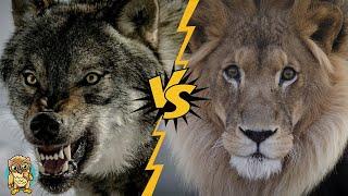 Wolf vs. Lion: Who Would Win in a Fight?