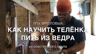 Как научить телёнка пить из ведра