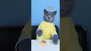 VENOM: A Good Cat Never Wastes Food! | Don't Waste Food  #funnycat #catsoftiktok #shorts