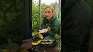 Урожай огурцов будет в 2 раза больше, если удалить у них…