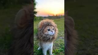 Cute Cat  (3)