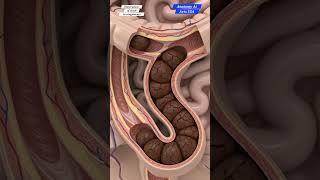 How Stool Pass The Large Intestine | Realistic AI Art | Gut Health | Anatomy AI Arts USA |